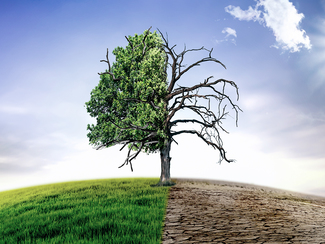 Baum und Wiese, links grün, rechts verdorrt