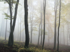 Die Sonne scheint durch den Dunst in einem herbstlich verfärbten Wald