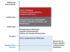 Wirkungen der im Körper erzeugten elektrischen Felder