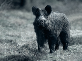 Wildschwein auf Nahrungssuche