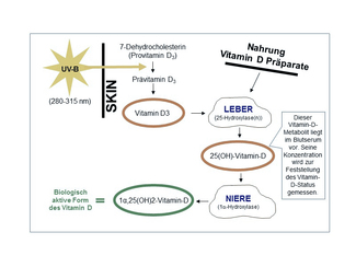 Der Vitamin-D-Stoffwechsel