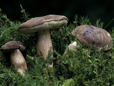 bay bolete (edible mushroom)