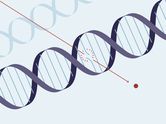 Graphic: Two strands of DNA. One is destroyed by radiation.