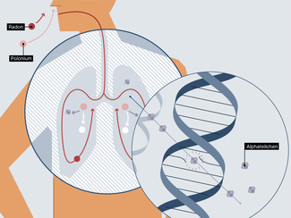 Drawing of radon inside the lung