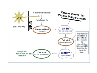 The vitamin D metabolism 